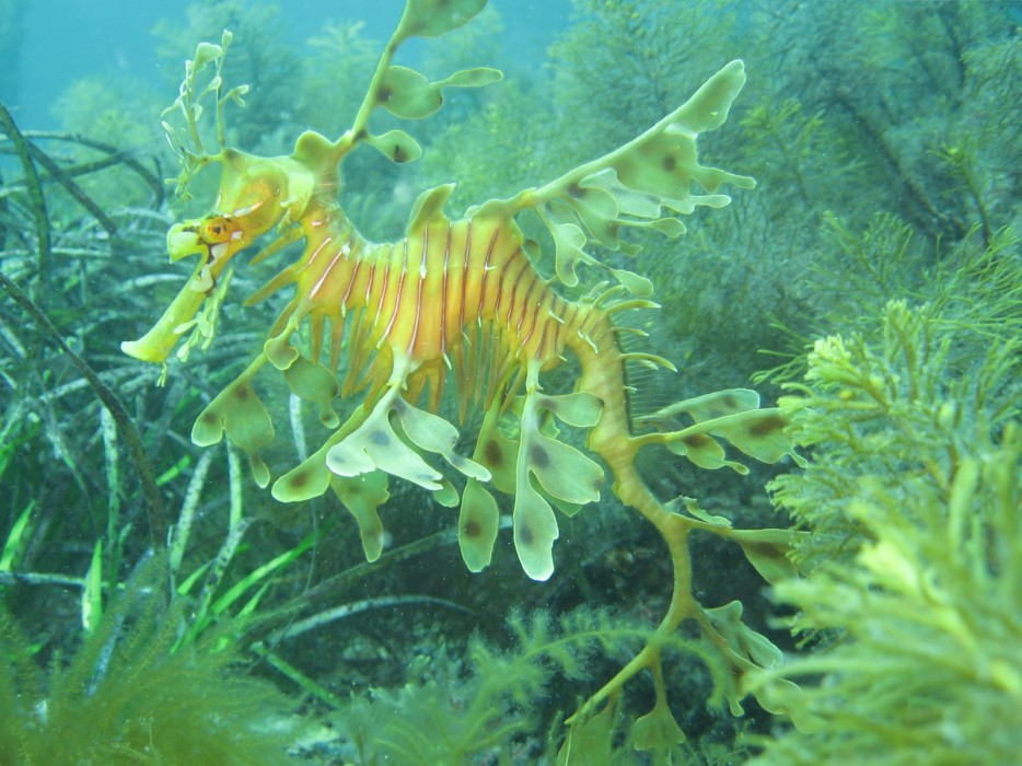 Leafy-Sea-Dragon