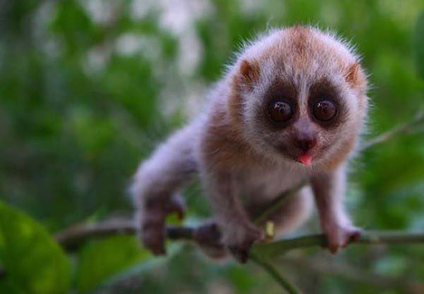 cutest-small-animals10