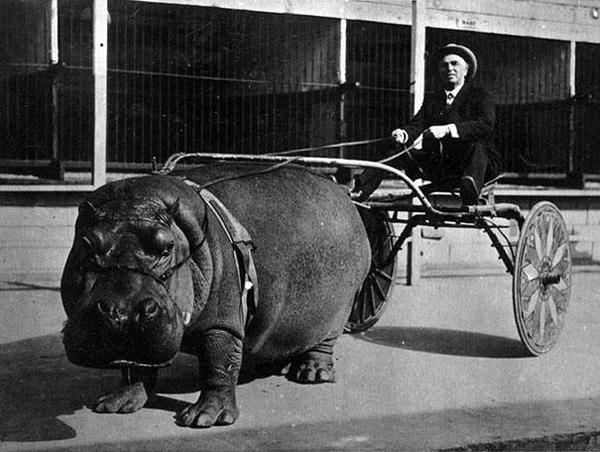 08-Circus-hippo-pulling-a-cart-1924