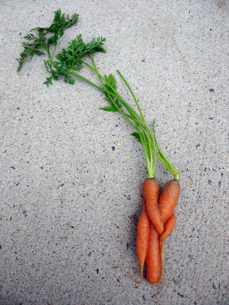 vegetables_that_are_desperately_trying_to_be_something_else_640_26