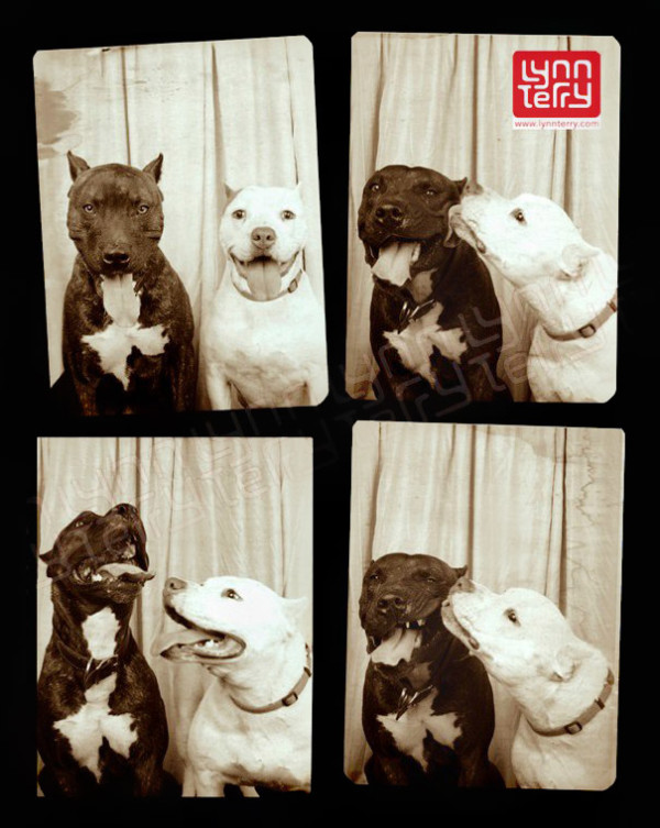 dogs-photo-booth-2-600x753