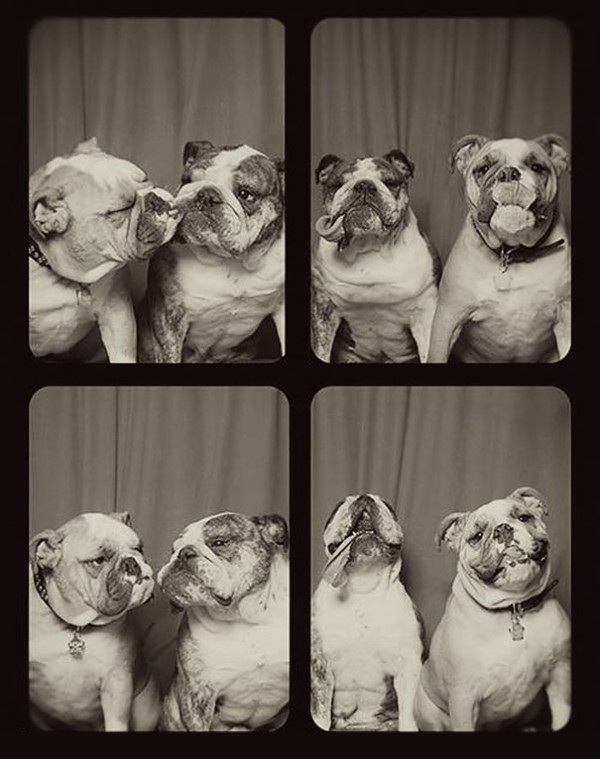 dogs-photo-booth-4-600x759