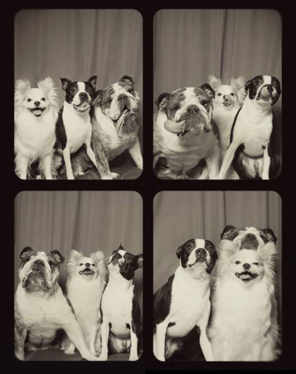 dogs-photo-booth-5-600x758