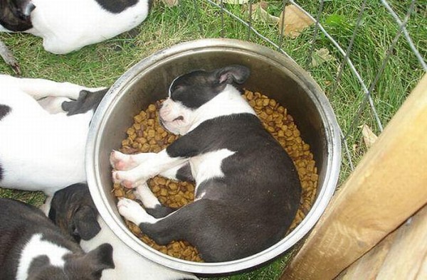 Dogs-sleeping-near-their-food-bowls05-600x394