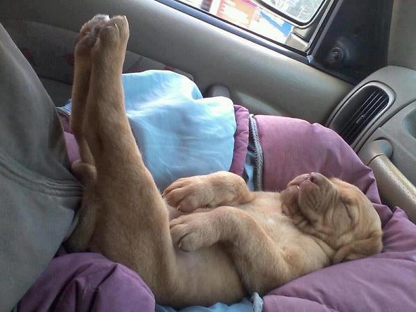 a.baa-Very-funny-sleeping-dog