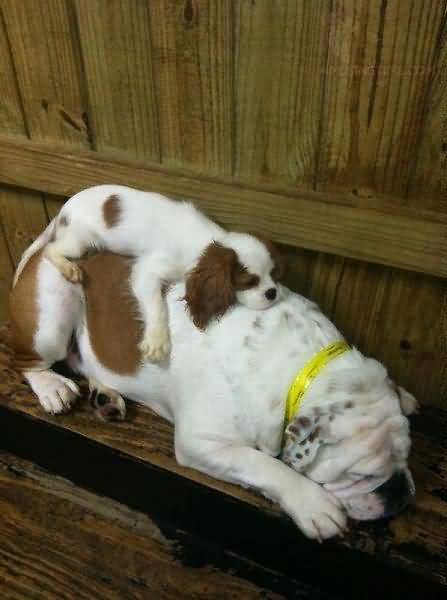 funny-sleeping-dogs-picture
