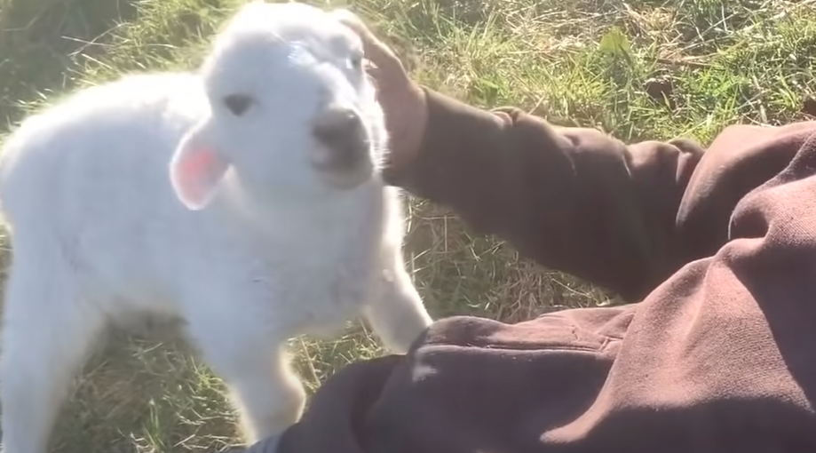 Cutesy The Lamb main image 1