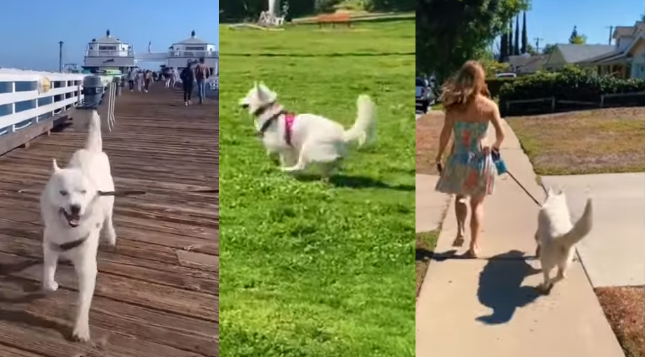 Phoenix Did Not Walk Like Other Dogs, So He Invented A New Way Of Walking